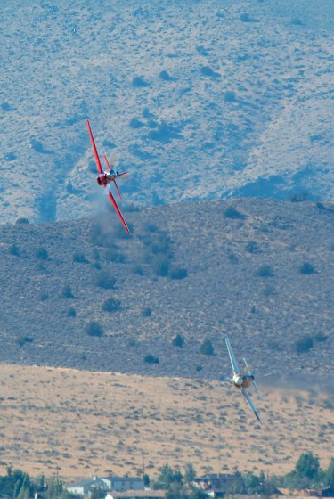 Dago Red and Rare Bear